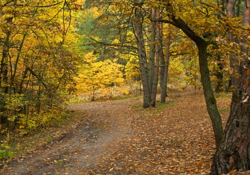 
Sandy road in the forest in autumn, in foggy, cloudy morning. Colored leaves on the oaks and clones growing at the road.Poland.Horizontal view.