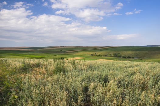 Rural scene in the springtime