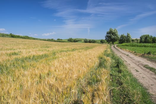 Ground road near cereal field