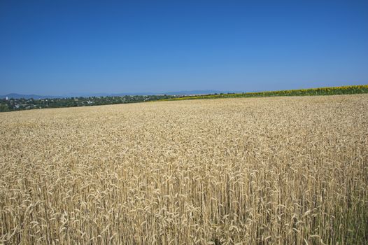 Wheat field and the village behind