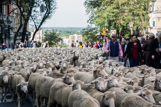SPAIN, Madrid: Shepherds halted traffic in Madrid as they guided a flock of 2,000 sheep through the streets on October 25, 2015.  For the past 22 autumns shepherds have been exercising the right to seasonal livestock migration routes that existed before Madrid expanded to the great city it is today. 
