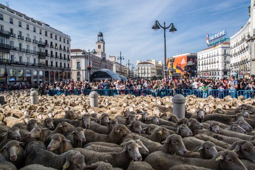 SPAIN, Madrid: Shepherds halted traffic in Madrid as they guided a flock of 2,000 sheep through the streets on October 25, 2015.  For the past 22 autumns shepherds have been exercising the right to seasonal livestock migration routes that existed before Madrid expanded to the great city it is today. 