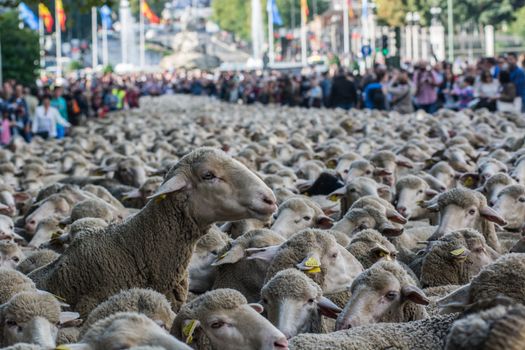 SPAIN, Madrid: Shepherds halted traffic in Madrid as they guided a flock of 2,000 sheep through the streets on October 25, 2015.  For the past 22 autumns shepherds have been exercising the right to seasonal livestock migration routes that existed before Madrid expanded to the great city it is today. 