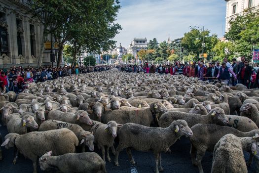 SPAIN, Madrid: Shepherds halted traffic in Madrid as they guided a flock of 2,000 sheep through the streets on October 25, 2015.  For the past 22 autumns shepherds have been exercising the right to seasonal livestock migration routes that existed before Madrid expanded to the great city it is today. 