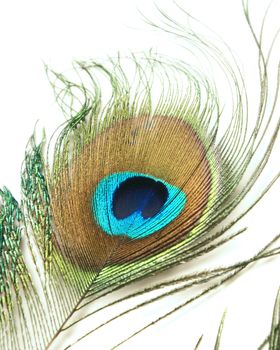 A closeup shot of a peacock feather over a white background.