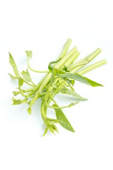 fresh organic thai morning glory isolated on white background