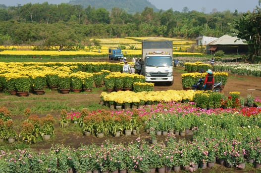 DONG NAI, VIET NAM- FEB 13: Group of Asian farmer harvest chrysanthemum flower on agriculture farmland for spring crop, trader purchase and transport by truck, Dongnai, Vietnam, Feb 13, 2015