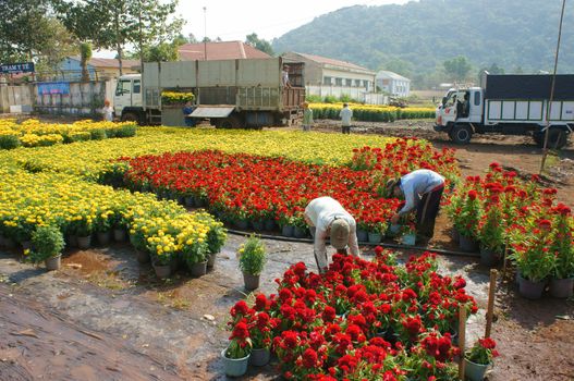 DONG NAI, VIET NAM- FEB 13: Group of Asian farmer harvest chrysanthemum flower on agriculture farmland for spring crop, trader purchase and transport by truck, Dongnai, Vietnam, Feb 13, 2015