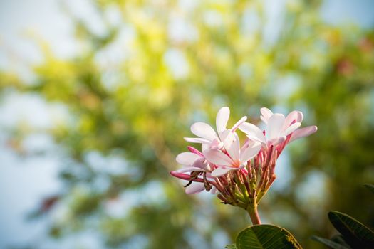 White plumeria on the plumeria tree, On a bright sunny day