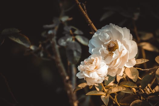 Roses in the garden filtered, Roses are beautiful with a beautiful sunny day.