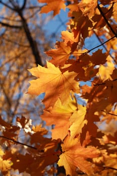 Autumn. Seasonal background. Closeup of yellow maple leaves