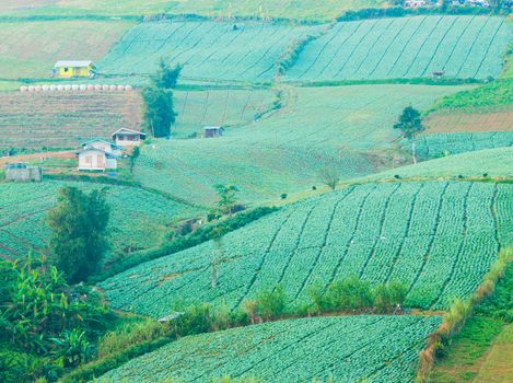 Vegetable of farmers on a mountain in Phu Thap Boek Thailand.