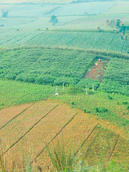 Vegetable of farmers on a mountain in Phu Thap Boek Thailand.