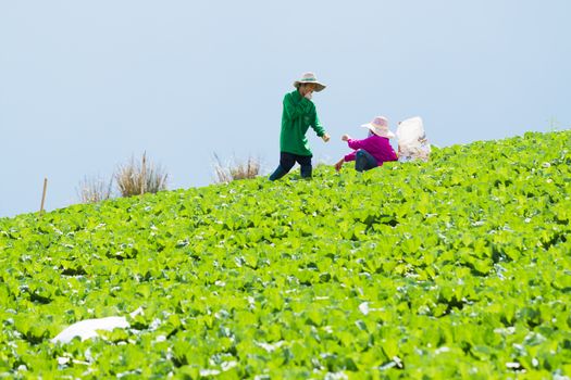 Lettuce Farm and Farmers who are eating crackers for lunch.