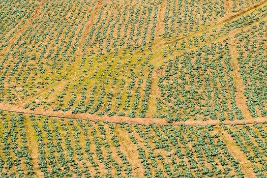 Vegetable of farmers on a mountain in Phu Thap Boek Thailand.