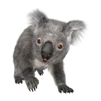 3D digital render of a cute Australian koala bear isolated on white background