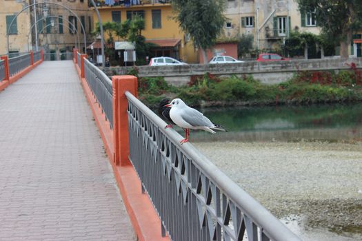 Seagull and Dove with Ventimiglia (Italia) in Background