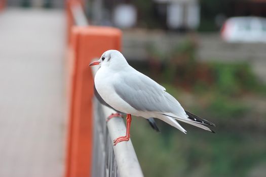 Seagull with Ventimiglia (Italia) in Background