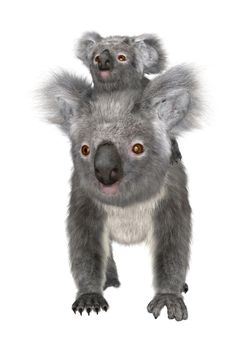 3D digital render of a cute Australian koala bear carrying baby isolated on white background