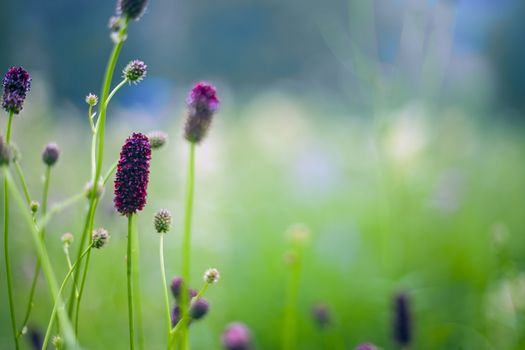 Abstract beautiful gentle spring flower background.  Closeup with soft focus. Shallow focus