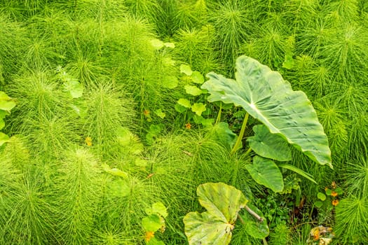 Green tropical plants on the island of Madeira, Portugal