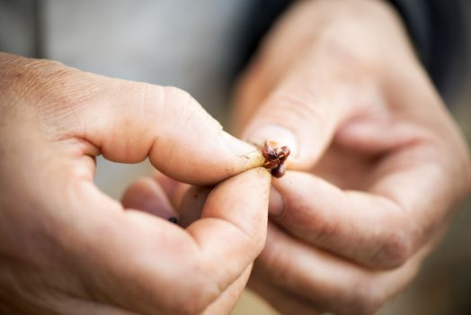 Fisherman hooks a worm on a fishing hook.