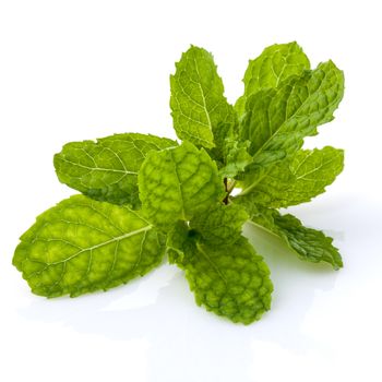 Close up Green mint leavs with water drop isolate on white background.