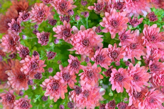 pink autumnal chrysanthemum and dew drops