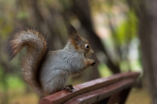 The photograph shows a squirrel on the tree