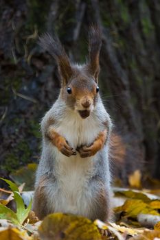 The photograph shows a squirrel on the tree