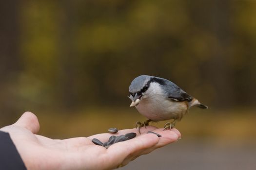 The photo shows a bird nuthatch eats seeds from the hand.