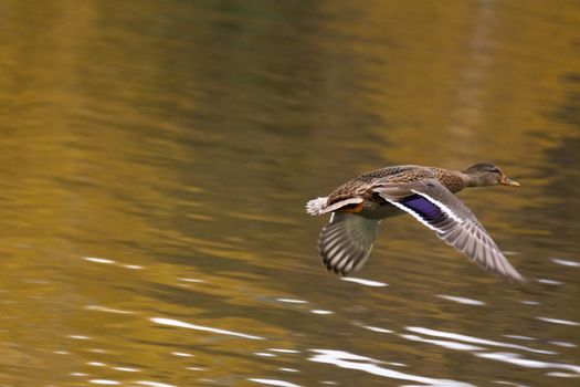 The photo shows a duck shot in flight over the pond