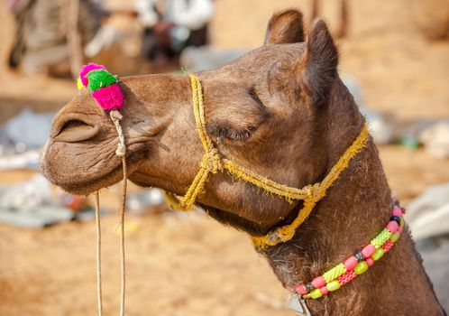 Decorated camel at the Pushkar fair. Rajasthan, India, Asia