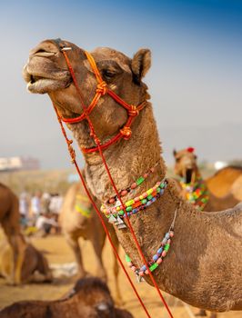 Decorated camel at the Pushkar fair. Rajasthan, India, Asia