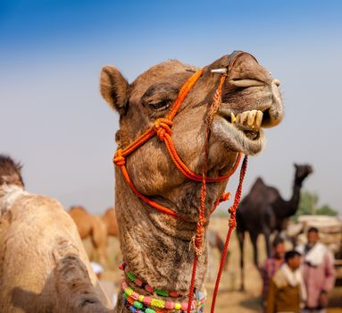 Decorated camel at the Pushkar fair. Rajasthan, India, Asia