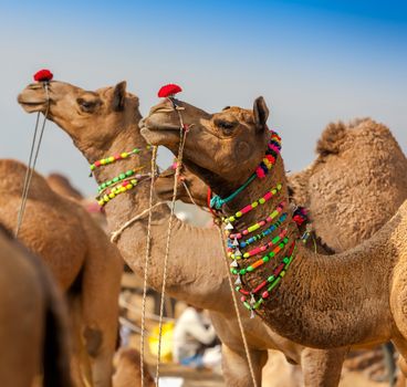 Decorated camel at the Pushkar fair. Rajasthan, India, Asia