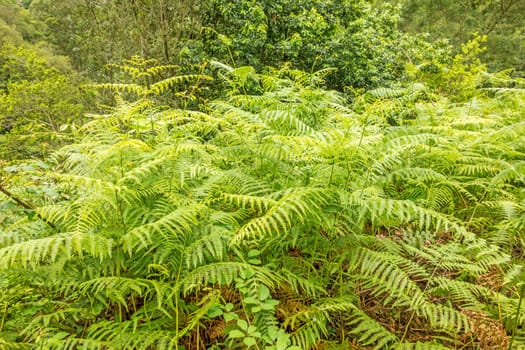 Green wild fern plant in tropical forest
