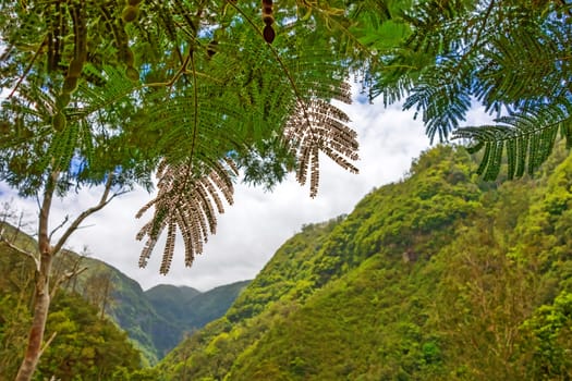 green tropical forest valley with blue cloudy sky
