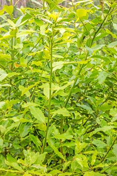 Laurel - wild growing on the island of Madeira, Portugal