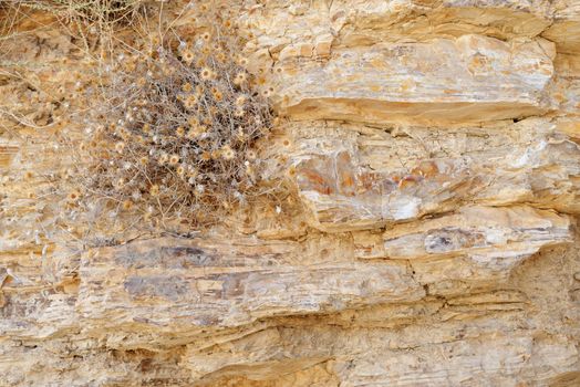 Texture of ancient stone wall with dry flowers