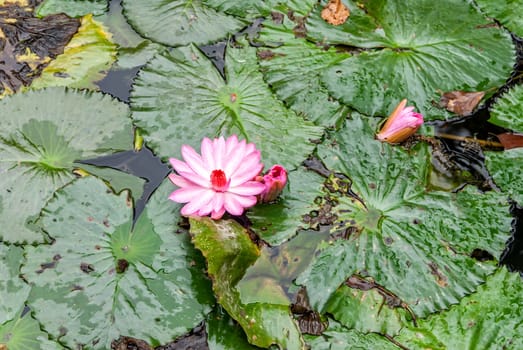 Waterlily in garden pond