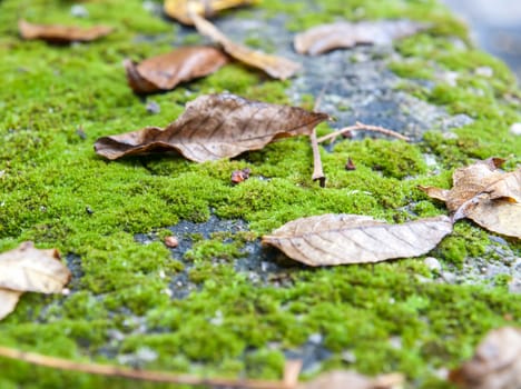 Autumn leaf on green moss.