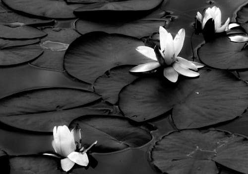 Black-white photo of white water roses.