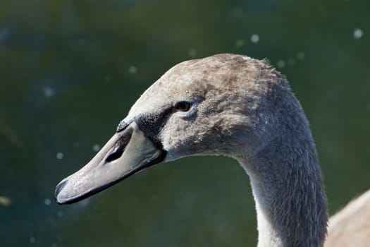 Beautiful background with the cute mute swan