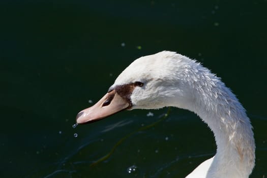 Beautiful background with the cute female mute swan