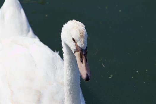 Beautiful close-up of a mute swan in the lake