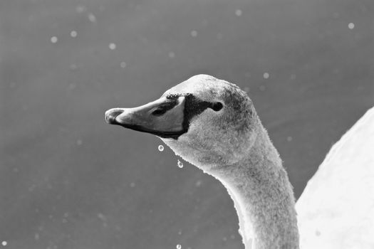 The close-up of a swan drinking water from the lake