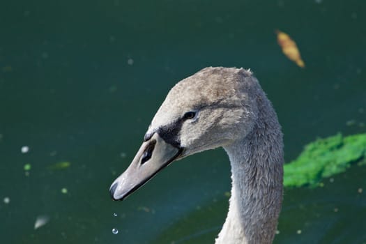 Beautiful close-up of a young mute swan