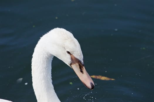 Beautiful cute female mute swan