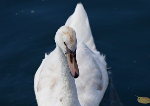 The close-up of a beautiful white swan